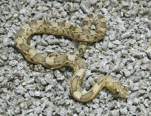 Hatchling P. d. jani