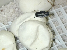 Hatching JCP