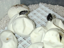 Hatching JCPs