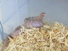Snow hatchling
