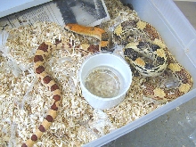 Adult male jani