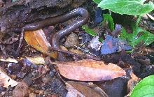 Costa Rican Aquatic Snake