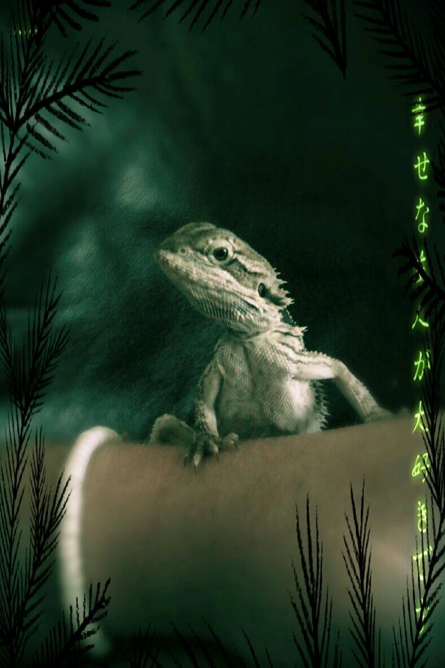3 month Beraded Dragon. ;)