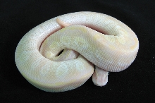Pastel crystal
