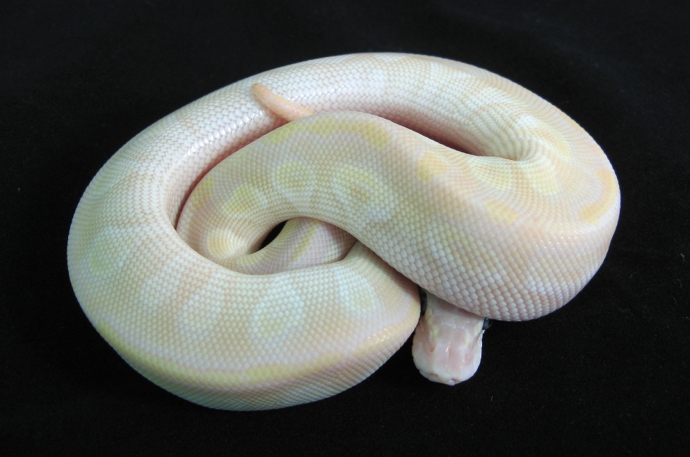 Pastel crystal