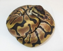 Hidden Gene Woma