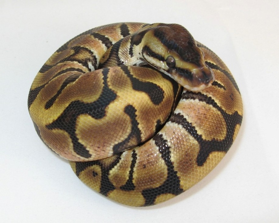 Hidden Gene Woma