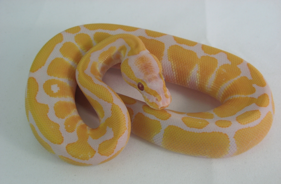 Lavender albino