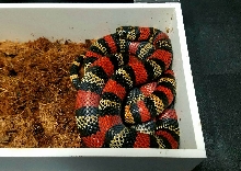 Female andesiana