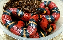 Yucatan milksnake