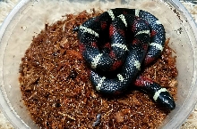 Lago de Chapala arcifera