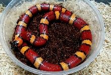 Pinner annulata