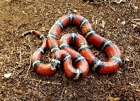 Nelson's Milksnake (real one)