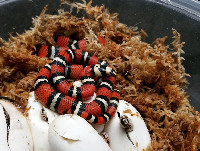 San Antonio Zoo Black Milksnake