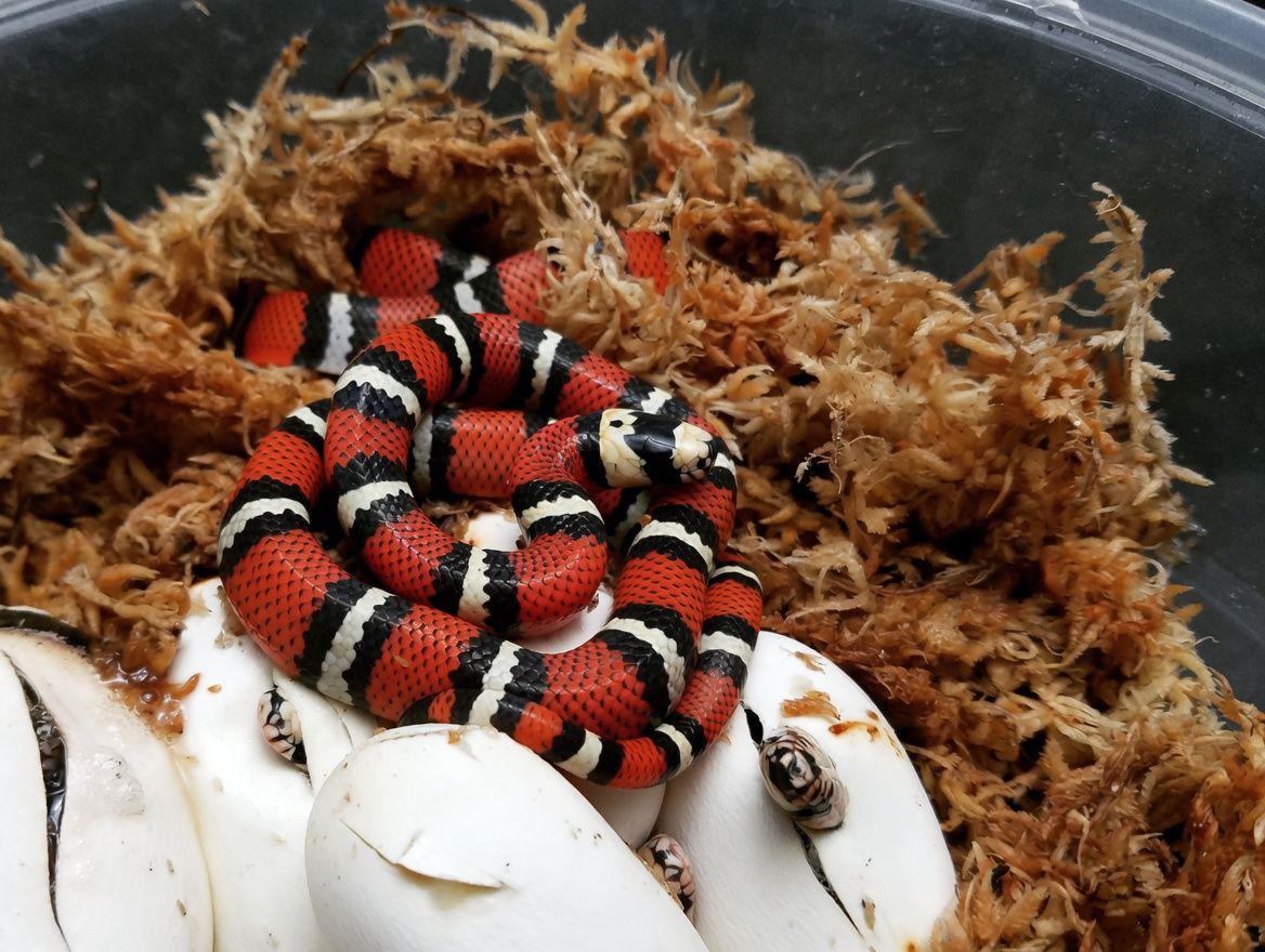 San Antonio Zoo Black Milksnake