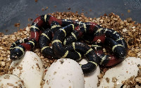 Lago de Chapala, Jalico Milksnakes