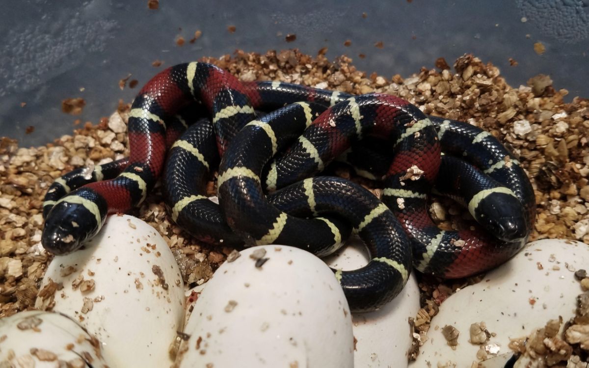 Lago de Chapala, Jalico Milksnakes