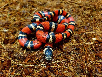 Miramar locale Black Milksnake