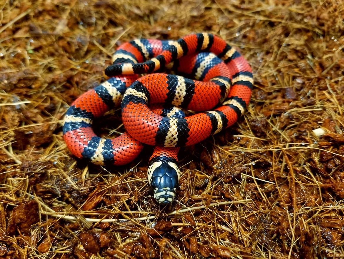 Miramar locale Black Milksnake