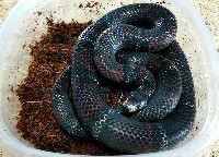 Providencia locale Black Milksnake