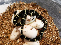 Lago de Chapala, Jalisco Milksnake