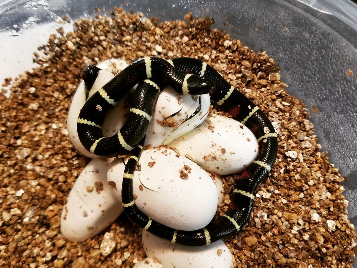 Lago de Chapala, Jalisco Milksnake