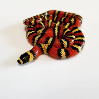 Guatemalan Milksnake
