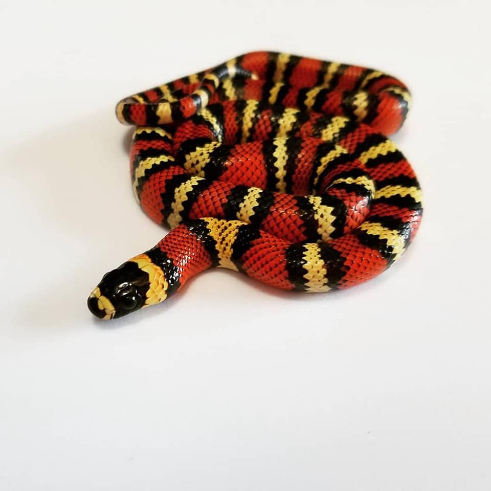 Guatemalan Milksnake