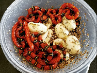 Blanchard's Milksnake hatchlings