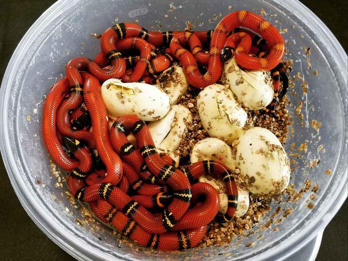Blanchard's Milksnake hatchlings