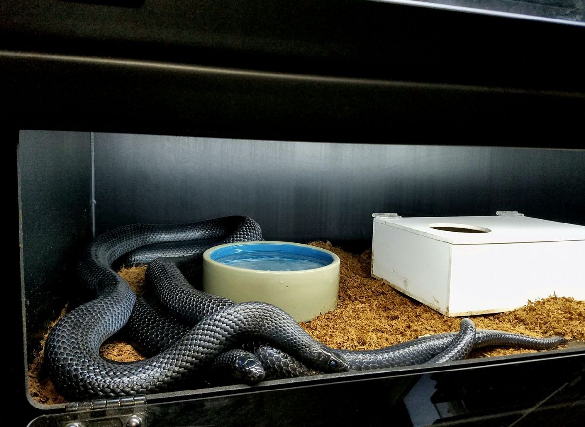 Black Milksnakes