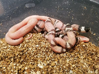Assorted Hobbyduran morphs