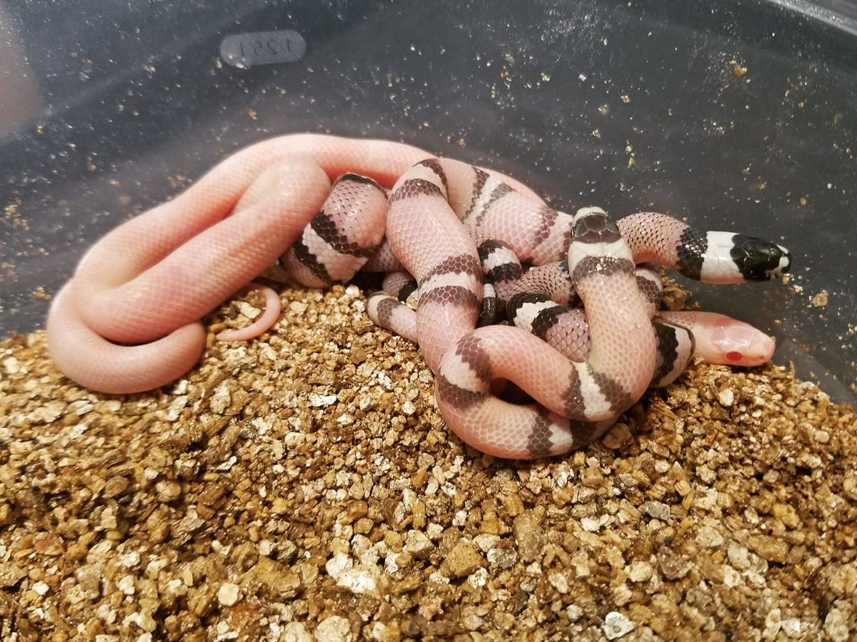 Assorted Hobbyduran morphs