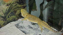 Sunny Sleeping