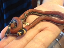 MilkSnake