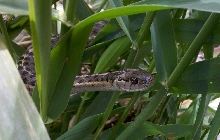 Wild Utah Garter Snake (Thamnophis spp.)