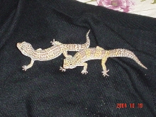 Leo1