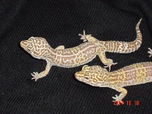 Tremper Albinos