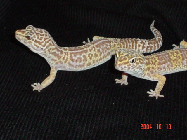 Leo3