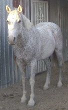 Rosie