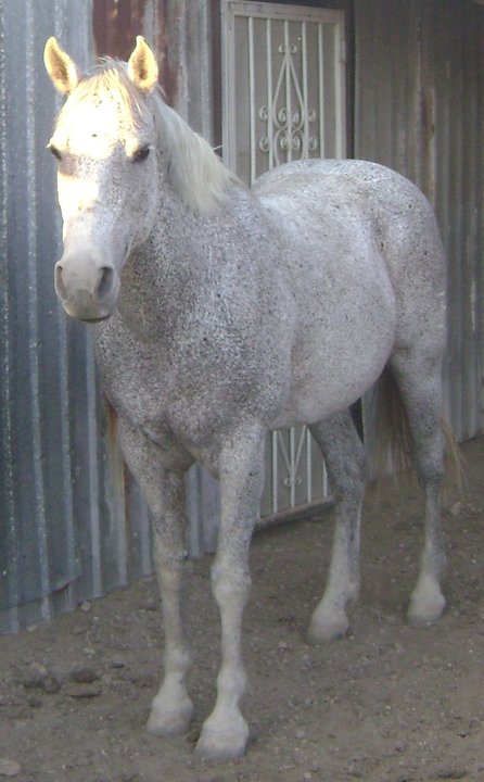 Rosie