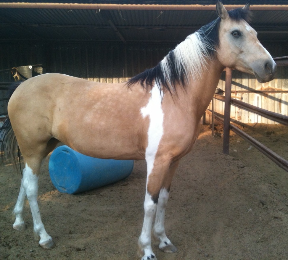 My mare Shiloah