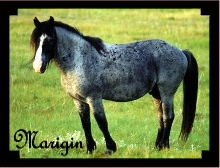Marigin