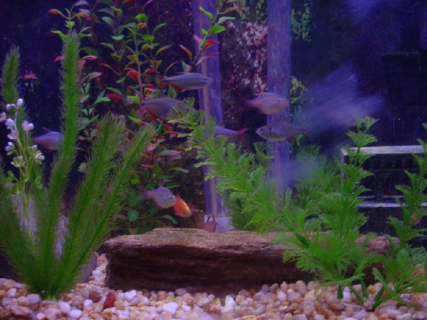 Fish