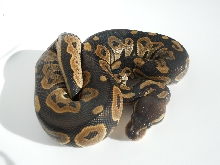 2012 Cinny Female