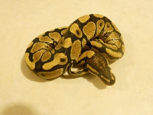 Spark h Albino Female
