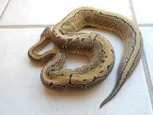 Pin female