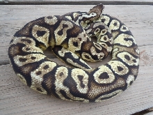 Pastel Yellowbelly 1