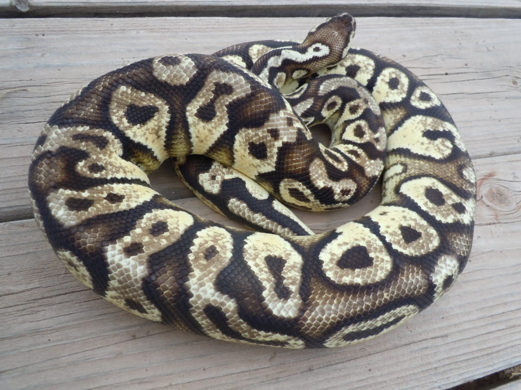 Pastel Yellowbelly 1