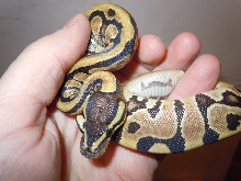 Spark female